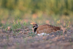 Little Bustard portfolio