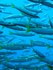 Barracuda