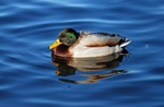 January 2008 - Mallard