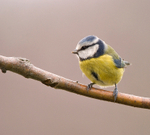 Blue Tit