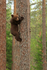 Brown Bear cub climbing a tree at Martinselkonen