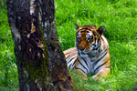 Amur Tiger - DSC_9735_00082