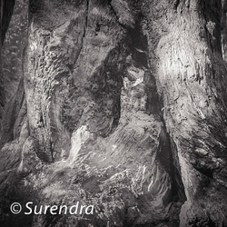 Bark 2 portfolio