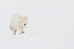 Running Arctic Fox, Svalbard, Norway