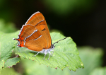 Brown Hairstreak