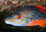 Labrus mixtus