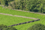 Loweswater Show-232