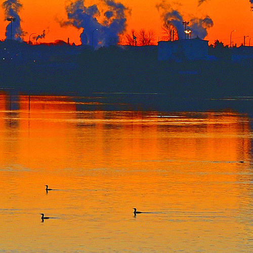 Double-crested cormorants & Harbor Seals @ dawn and just below the Reversing Rapids @ Saint John, NB, Canada.
