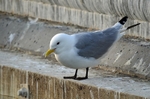 Kittiwake