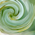 14th Oct Choisya Swirl