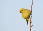 Ring Necked Parakeet - Psittacula krameri
