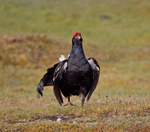 Black Grouse - Tetrao tetrix
