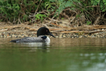 Common Loon near shore, Minnesota, USA