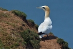 Gannet