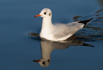 Black-Headed Gull