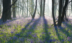 Sunrise Bluebells:76E