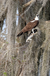 Osprey perched eating fish, Blue Cypress Lake, Florida