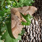 The oak hawk (Marumba quercus 