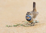 Bluethroat 1