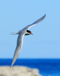 Arctic Tern banking in flight, Farne Islands