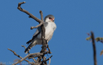 Pygmy Falcon
