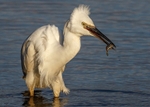 Egret portfolio