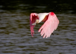 Birds 003
