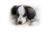 Dreamy puppy
