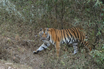 Tiger steps out of jungle, Bandhavgarh Reserve, India
