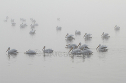 Birds  104