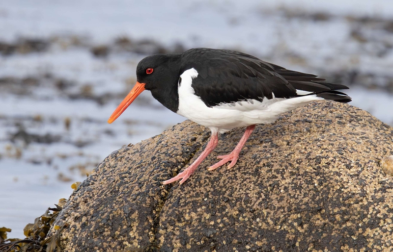 Oystercatcher  - Kildonan - Isle of Arran - Scotland