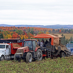 Potato Harvest Carleton County New Brunswick Autumn Festival