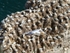 Gannets