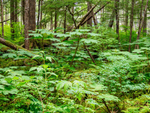 Icy Strait Point-115