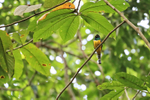 Male Northern Black-Throated Trogon, Osa Peninsula, Costa Rica