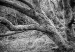 Reaching Out Glanteenassig