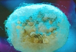 Black Widow Spiderlings inside egg case - USA
