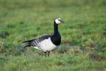 Barnacle Goose