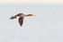 Red-breasted Merganser flying, Fort De Soto, Florida
