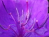 P61803760717