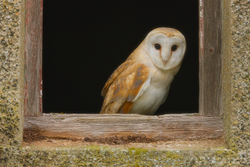 Barn Owl