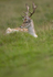 Fallow Deer ref fd 14c