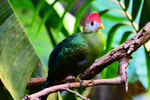 Red Crested Turaco