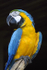 Green macaw, Pura Vida, Costa Rica