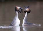 Great Crested Grebe - Podiceps cristatu