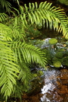 FERNS AT LAKE MATHESON