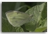 5414 cabbage white