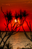Pandanus Sunset