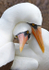 Nazca Booby