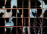 APERTURE #12 - Brantford